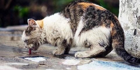 Les chats errants capturés sur la voie publique sont stérilisés, identifiés puis replacés à dans leur milieu