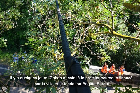 Il y a quelques jours, Cohab a installé le premier écuroduc financé par la ville et la fondation Brigitte Bardot