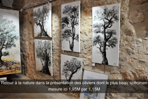 Retour à la nature dans la présentation des oliviers dont le plus beau spécimen mesure ici 1,95M par 1,15M