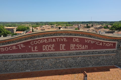 Les coopérateurs bessanais, réunis sous la bannière du rosé de Bessan, procèdent à leur récolte 2023